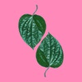 Tropical Green Leaf on pink background. Minimal style,Summer minimal concept.