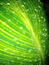 Tropical green leaf with rain droplets close up Royalty Free Stock Photo