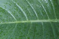 Tropical green leaf with water drops close-up, texture, abstract natural background Royalty Free Stock Photo