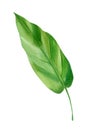 Tropical green leaf, watercolor flora element