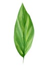 Tropical green leaf, watercolor flora element