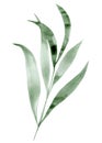 Tropical green leaf, watercolor sketch Royalty Free Stock Photo