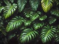 Tropical green leaves background, monstera leaves pattern