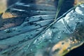 Tropical green leaves background with water droplets, fern, palm, floral jungle pattern concept background, close up Royalty Free Stock Photo