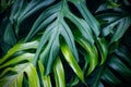 Tropical green leaves, nature summer forest plant Royalty Free Stock Photo