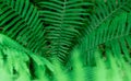 Tropical Green Leaves Fern Nature background close-up bush UFO Royalty Free Stock Photo