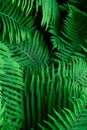 Tropical Green Leaves Fern Nature background close-up bush UFO Royalty Free Stock Photo