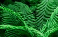 Tropical Green Leaves Fern Nature background close-up bush UFO Royalty Free Stock Photo