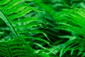Tropical Green Leaves Fern Nature background close-up bush UFO Royalty Free Stock Photo