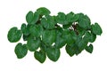 Tropical Green Leaves foliage, Jungle Plant bushes isolated on white background with clipping path included.