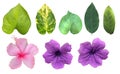 The tropical green leaves isolated in white background, blooming pink and purple flowers with clipping path and dicut. Royalty Free Stock Photo
