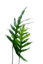 Tropical green leaves of Monarch fern or Wart fern Microsorum scolopendria foliage tropic plant grows in wild isolated on white