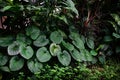 Tropical green leaves in natural light and shadow