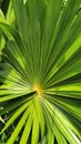 Tropical Green Leaves - Nature\'s Vibrant Canopy