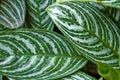 Tropical green leaves Royalty Free Stock Photo