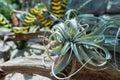 Tropical green leaves nature summer forest plant. Natural background. Royalty Free Stock Photo