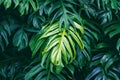 Tropical green leaves, nature summer forest plant Royalty Free Stock Photo