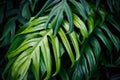 Tropical green leaves, nature summer forest plant Royalty Free Stock Photo