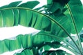 Tropical green leaves pattern on white background, lush foliage of banana palm leaves the tropic plant