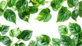 Tropical Green Leaves Pattern on White Background with Lush Foliage of Golden Pothos, Epipremnum Aureum - Tropic Plant Abstract