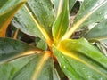 Tropical green leaves plant background. Fresh green leaves with yellow strip