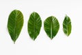 Tropical green leaves set isolated on white background Royalty Free Stock Photo