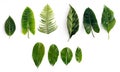 Tropical green leaves set isolated on white background Royalty Free Stock Photo