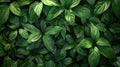 Tropical Green Leaves Texture with Dark Tone Abstract Nature Pattern Background Royalty Free Stock Photo