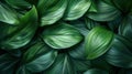 Tropical Green Leaves Texture with Dark Tone Abstract Nature Pattern Background Royalty Free Stock Photo