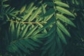 Tropical green leaves texture. Foliage background.