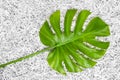 Tropical Monstera leaf in a heap of shredded paper Royalty Free Stock Photo