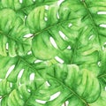 Tropical Green monstera leaves, Tropical plant. floral pattern background.