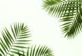 Tropical green palm branches pattern on a white background.