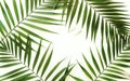 Tropical green palm branches pattern on a white background. Royalty Free Stock Photo