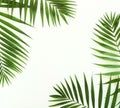 Tropical green palm branches pattern on a white background. Royalty Free Stock Photo