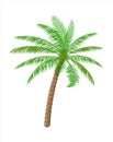 Tropical green palm. Jungle leaves