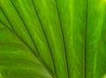 Tropical green palm leaf background. Abstract texture line from nature. Sun shining through a radiating green leaf Royalty Free Stock Photo