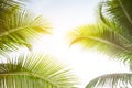 Tropical green palm leaf background