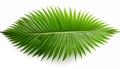 Tropical green palm leaf, isolated, white background Royalty Free Stock Photo