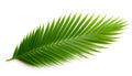 Tropical green palm leaf, isolated, white background Royalty Free Stock Photo
