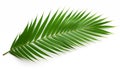 Tropical green palm leaf, isolated, white background Royalty Free Stock Photo