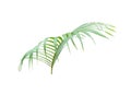 Tropical green palm leaf isolated on white for summer background Royalty Free Stock Photo