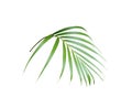 Tropical green palm leaf isolated on white for summer background Royalty Free Stock Photo