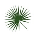 Tropical green palm leaf livistona rotundifolia palm tree icon e