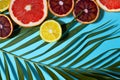 Tropical green palm leaf and many citrus fruits on blue background. Summer grapefruit orange lemon template, wallpaper