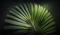 Tropical Green Palm Leaf Shadow Abstract Natural Background for Dreamy Designs. Royalty Free Stock Photo