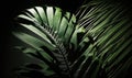 Tropical Green Palm Leaf Shadow Abstract Natural Background for Dreamy Designs. Royalty Free Stock Photo