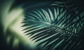 Tropical Green Palm Leaf Shadow Abstract Natural Background for Dreamy Designs. Royalty Free Stock Photo