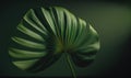 Tropical Green Palm Leaf Shadow Abstract Natural Background for Invitations. Royalty Free Stock Photo