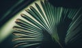 Tropical Green Palm Leaf Shadow Abstract Natural Background for Invitations. Royalty Free Stock Photo